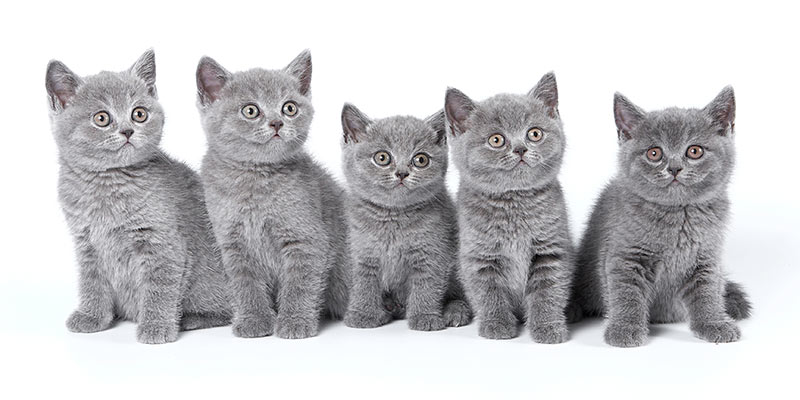 Chatons British Shorthair