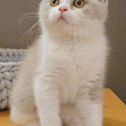 Chaton à réserver
