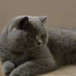 Willow Dior Du Mont bleu des lilas 