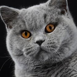 Alix From House of Lords 