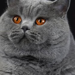 Union Jack from House of Lords 