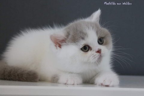 Mathi 1 ½mois