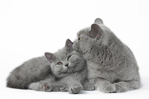 Photo de nos chatons British Shorthair